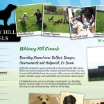 Web Design in the Dog House