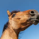 Leadership and teambuilding inspired by horses